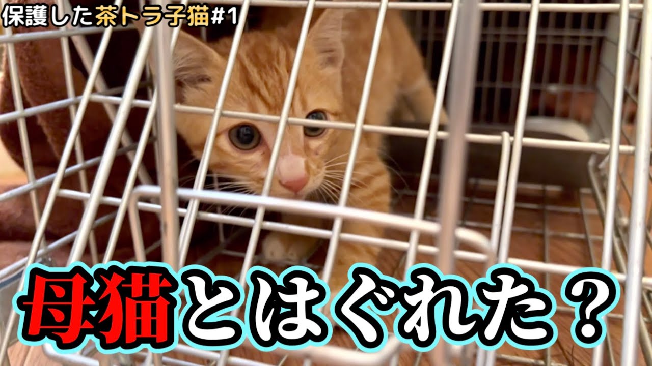 草むらで鳴き続けていた子猫を連れて帰って来ました。