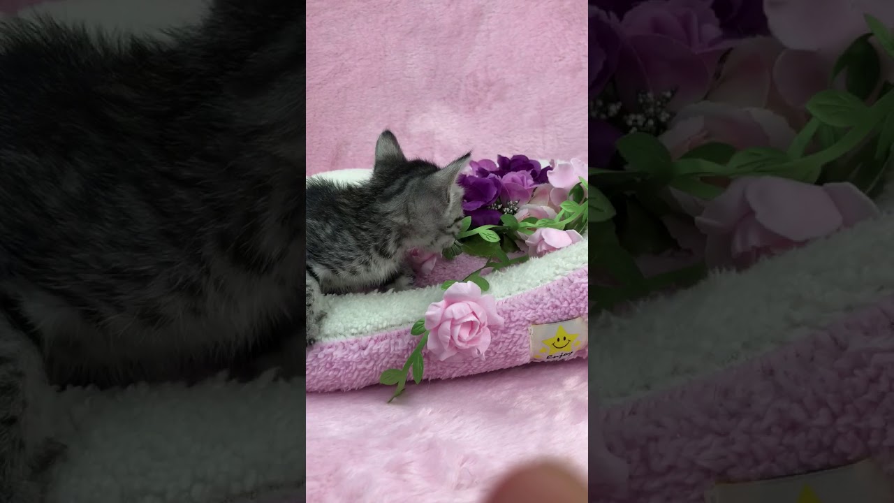 エジプシャンマウの可愛い、男の子です。