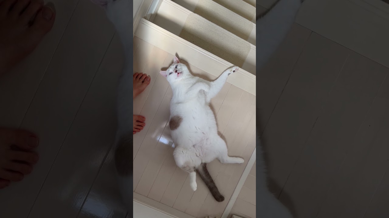 「おはよう」と飼い主に朝の挨拶をする弟猫