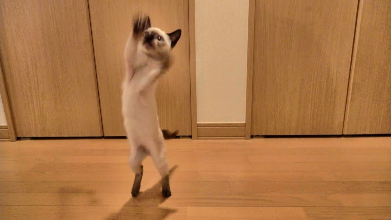 仁王立ち出来るようお稽古中のシャム子猫🔔