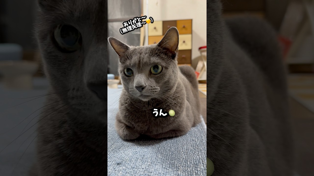 【ロシアンブルー】めろんお留守番イヤイヤね😂【猫】#shorts