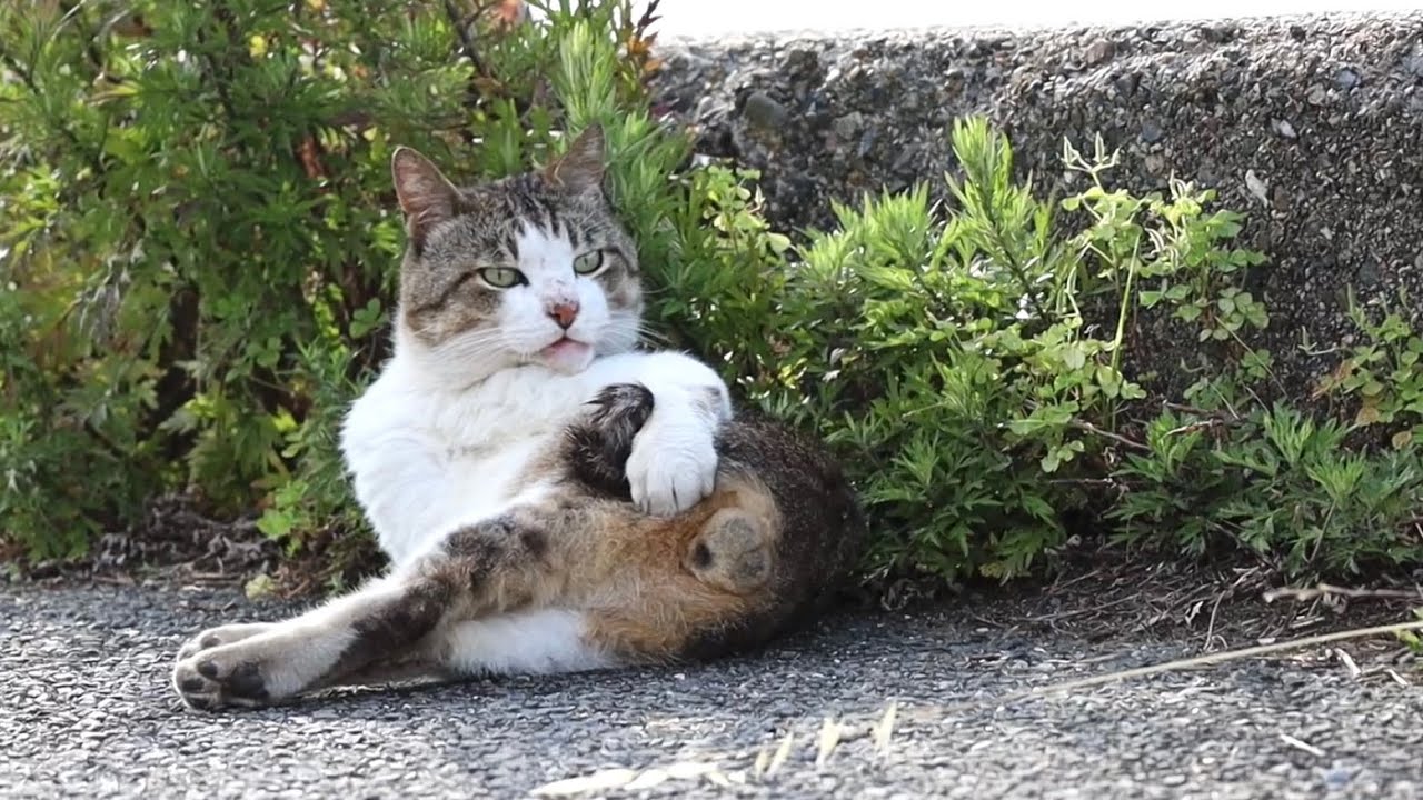 にゃんタマ丸出しでもお構い無しなキジシロ猫