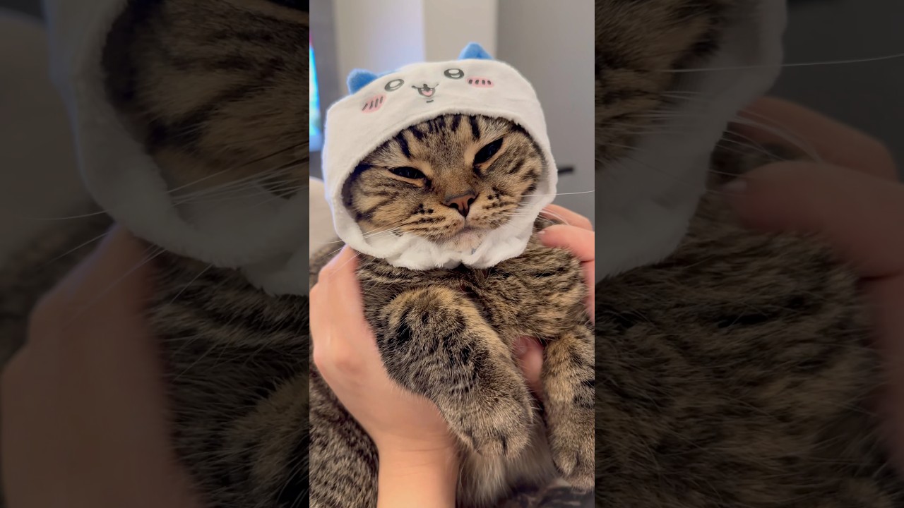 【猫動画】ハチワレスコティッシュが可愛すぎるwww #shorts