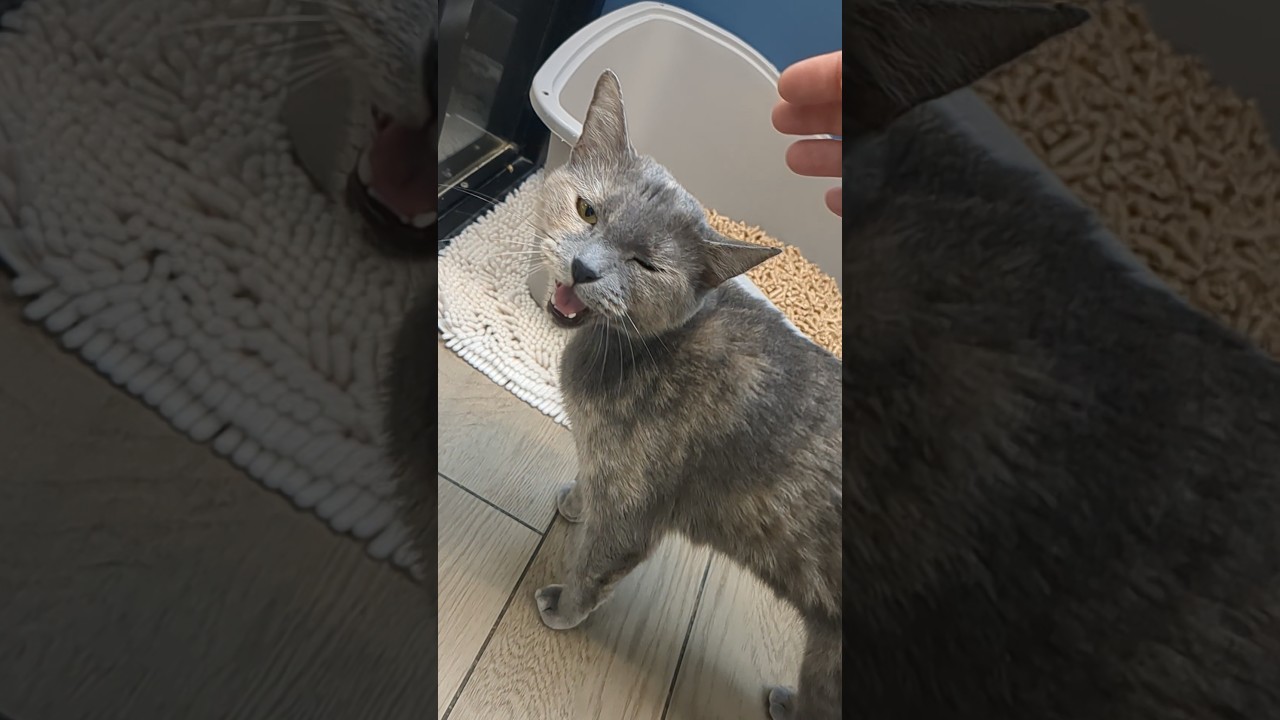 My shift is over and the cat doesn't want me to leave