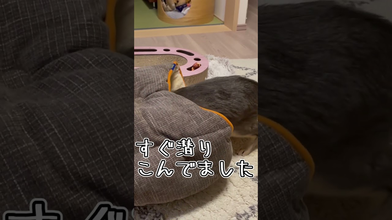 アビシニアンとは その21 #shorts #猫 #アビシニアン