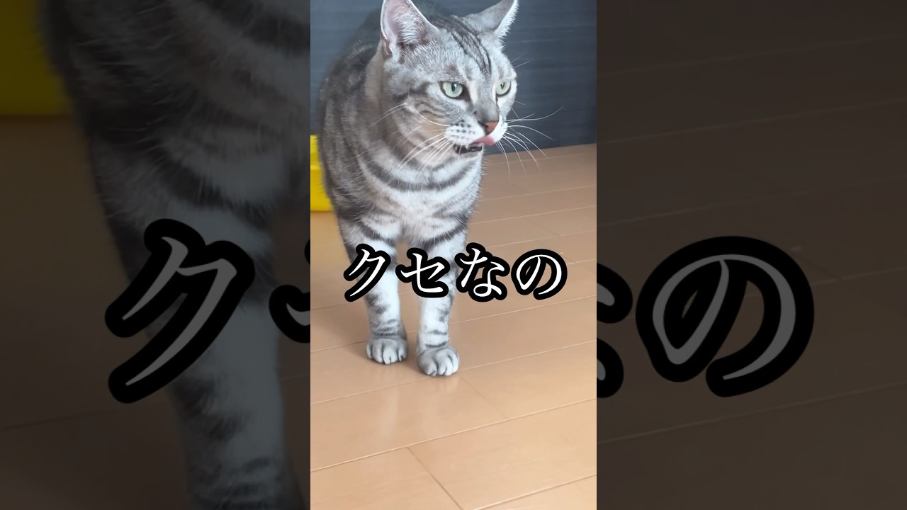 クセなの ねこ アメショ cat たろう 水飲み