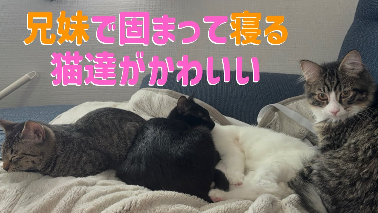 兄妹仲が良すぎる猫達と1匹離れてる猫【元保護猫】