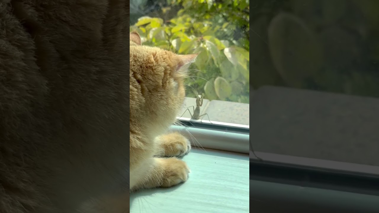 I thought he was a Mantis Boxing master, but he turned out to be an Ombrinho master #shorts #cat