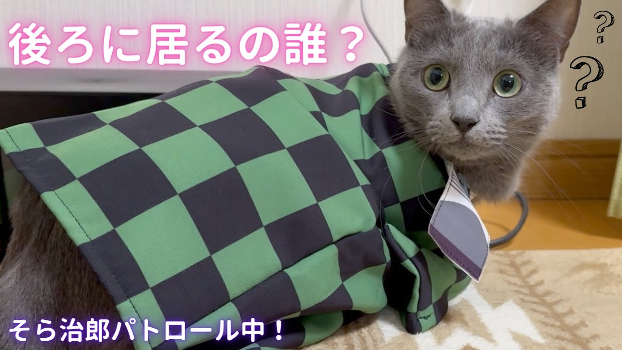 【猫ロシアンブルー】そら治郎‼️鬼の気配をパトロール中💚🖤編