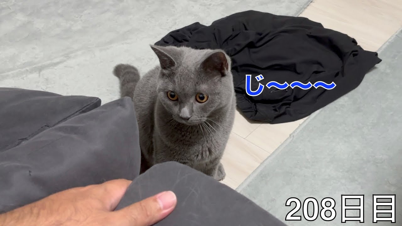 【スコ猫トト君】静かにしている時も気をつけなければなりません•••