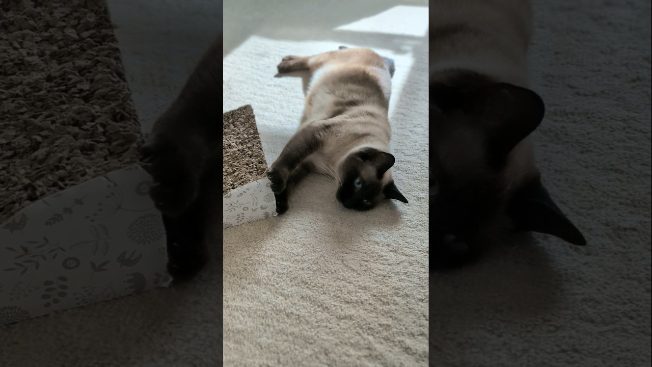 ものぐさなシャム猫🐱 - Lazy Cats - #shorts #cat