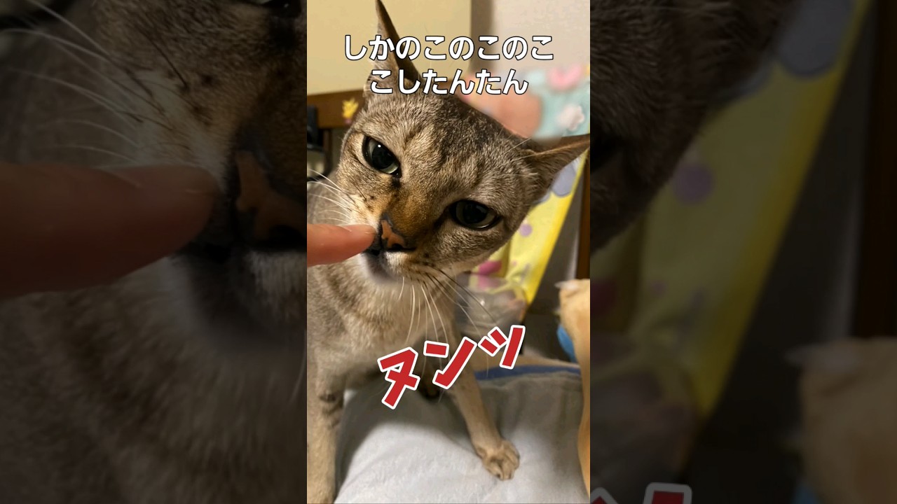 【猫動画】#しかのこのこのここしたんたん  #猫 #cat #シンガプーラ #shorts