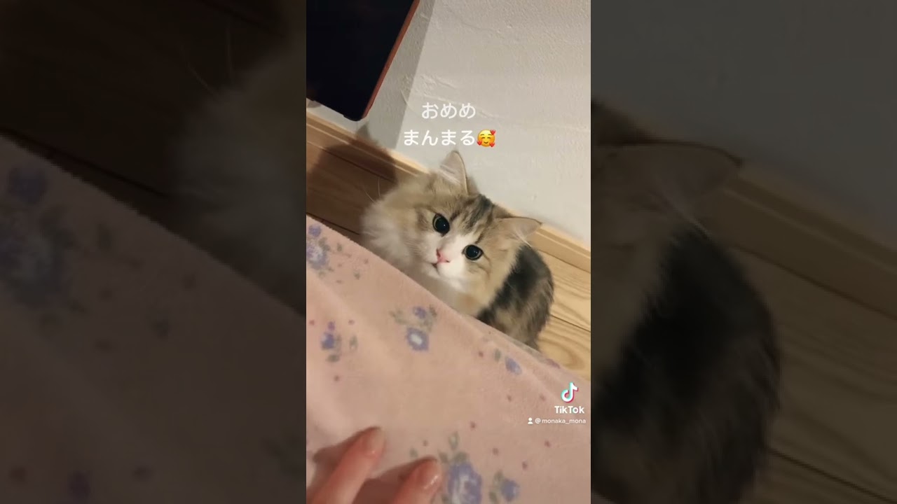 猫ちゃんの目が丸くて可愛い！#shorts