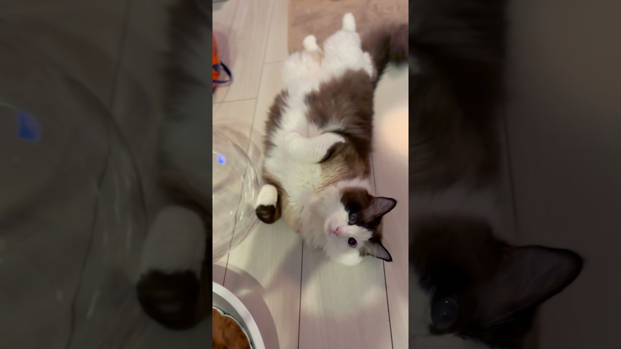 【猫動画】気付いてしまったのですね😈#shorts #猫 #ラグドール
