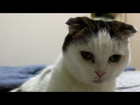 猫かいちゃんお任せゴロゴロライブ配信中！20221026 #ライブ配信 #live