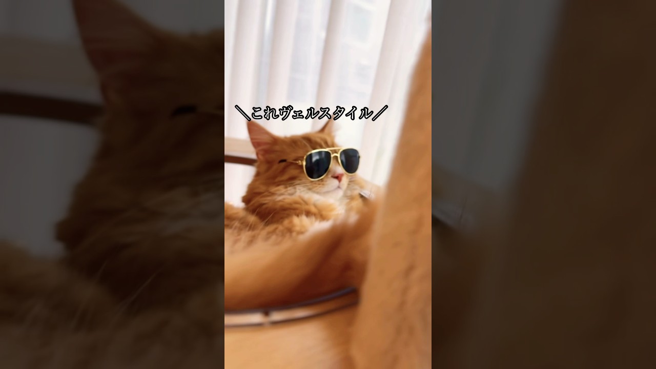 これがヴェルスタイル #猫#cat#サイベリアン#Siberian#子猫#고양이#猫のいる生活