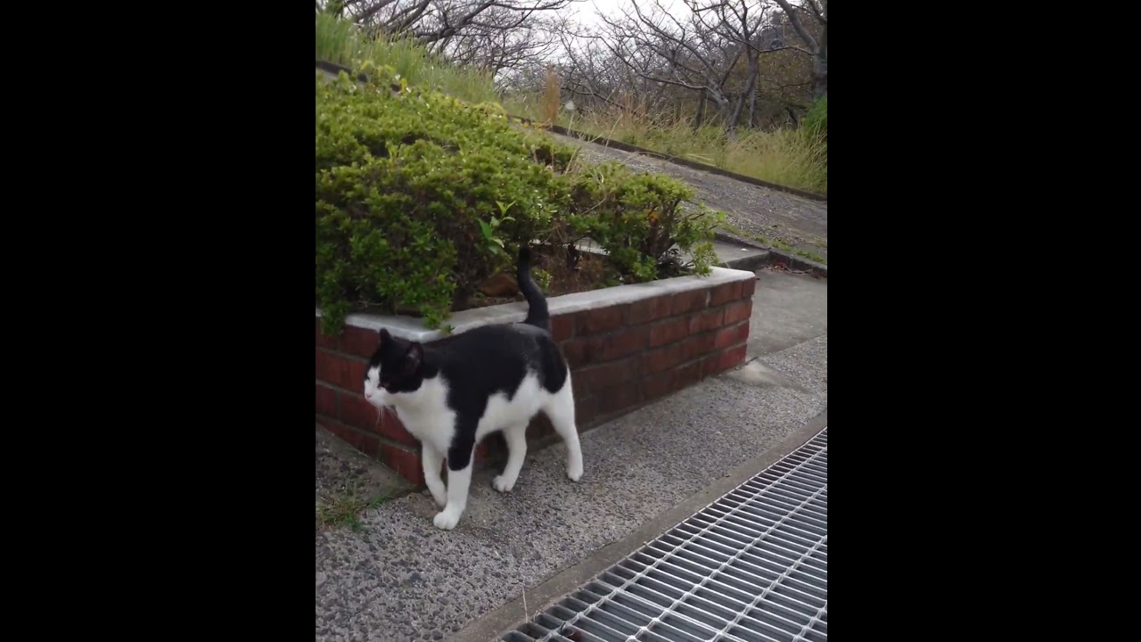 ☘️ 公園猫の日々 no3🔸R6.10.26 〖友を探す〗　#今日の猫  #地域猫