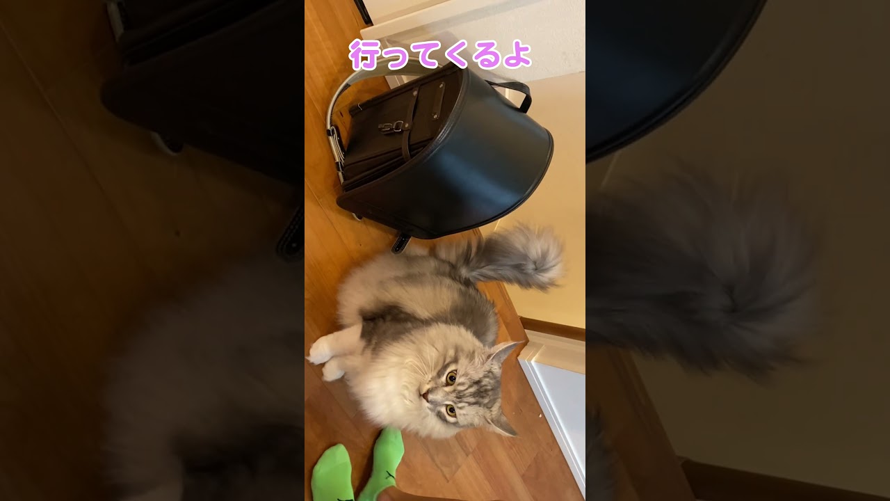 朝、学校に行く少年を見送る大型猫。少しさみしそう？#メインクーン#shorts