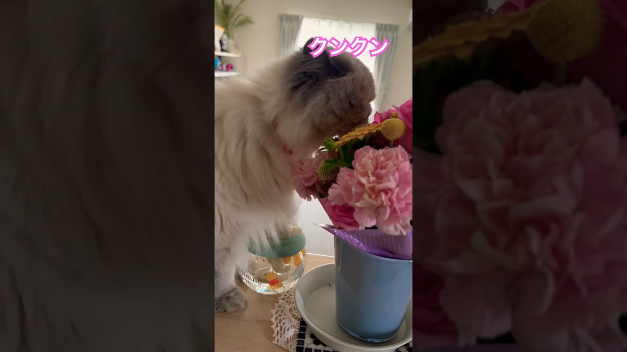 母の日のお花に興味津々なヒマラヤンのマーベル🐈  #猫のいる暮らし #cat #猫好きさんと繋がりたい #ヒマラヤン #shorts #マーベル