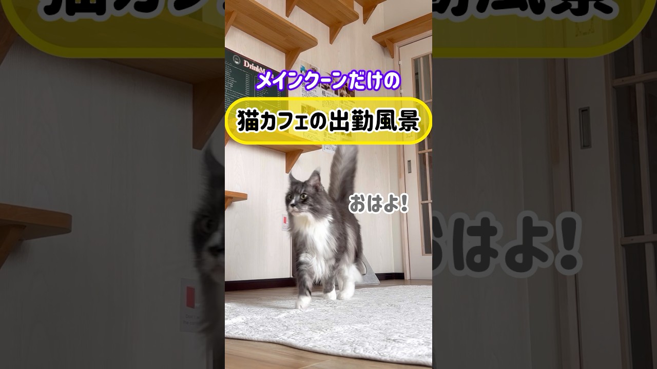メインクーンだけの【猫カフェの出勤風景】#cat #cooncat #もふ