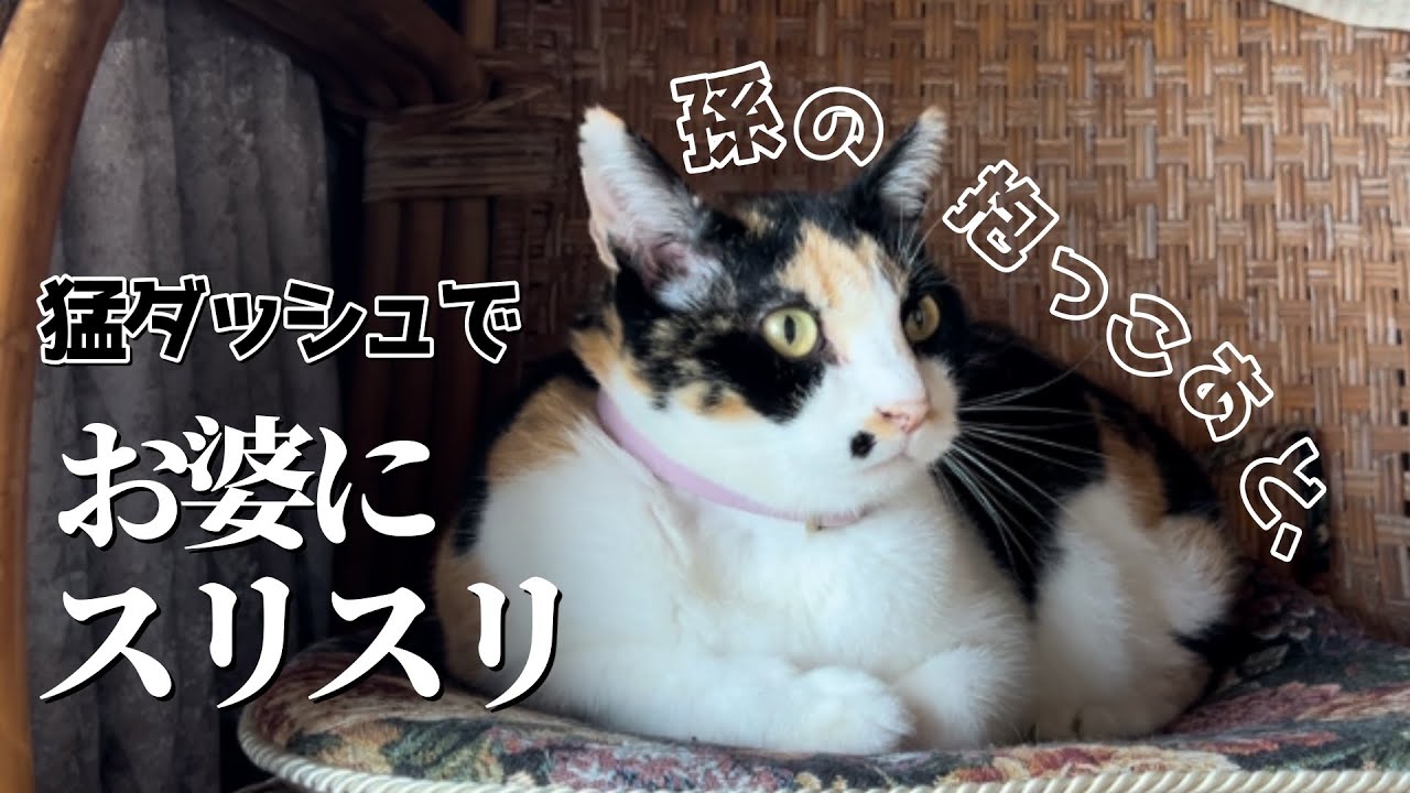 孫に抱っこされまくる猫、爺婆に甘えたいらしい。婆に猛ダッシュして擦り寄る。