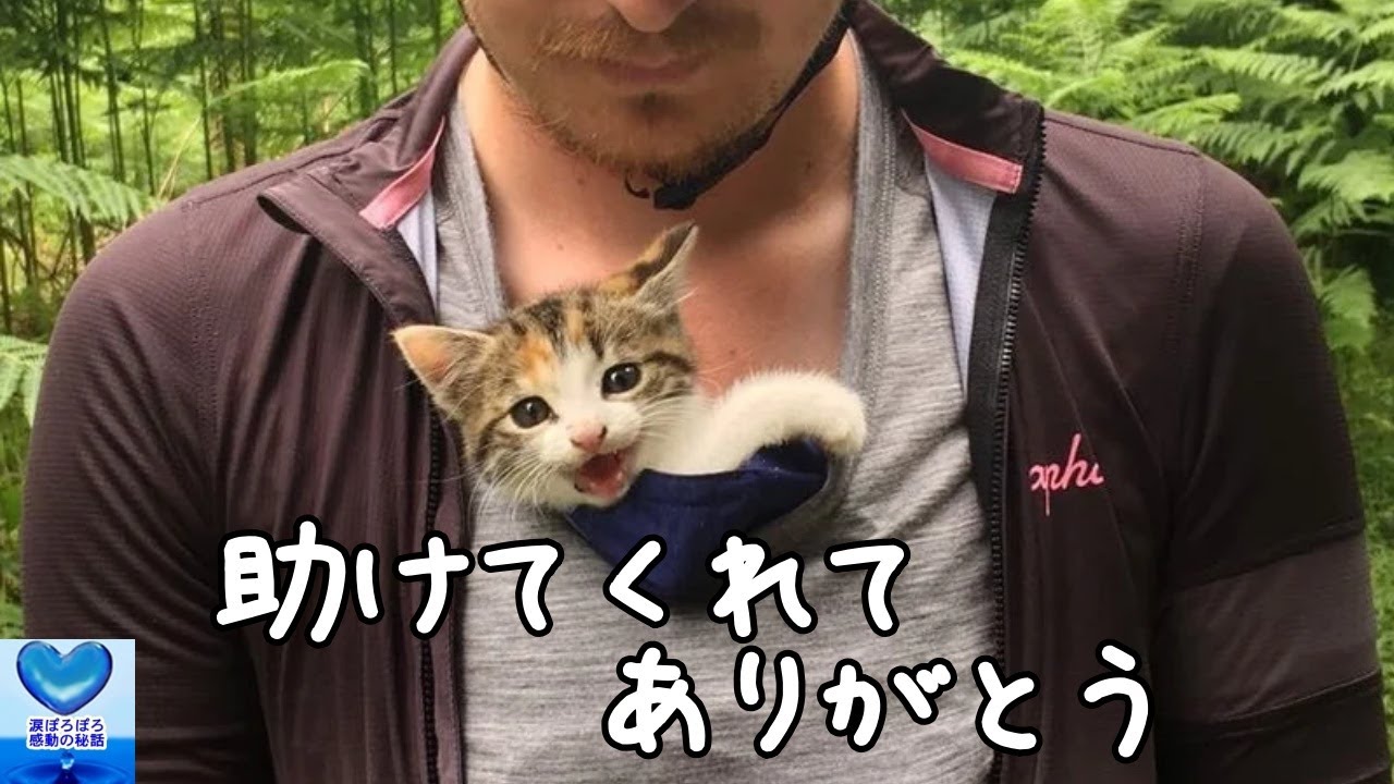 森の近くでひとりぼっちで鳴いていた子猫。サイクリング中の夫婦に保護されると幸せを手に入れる【感動】