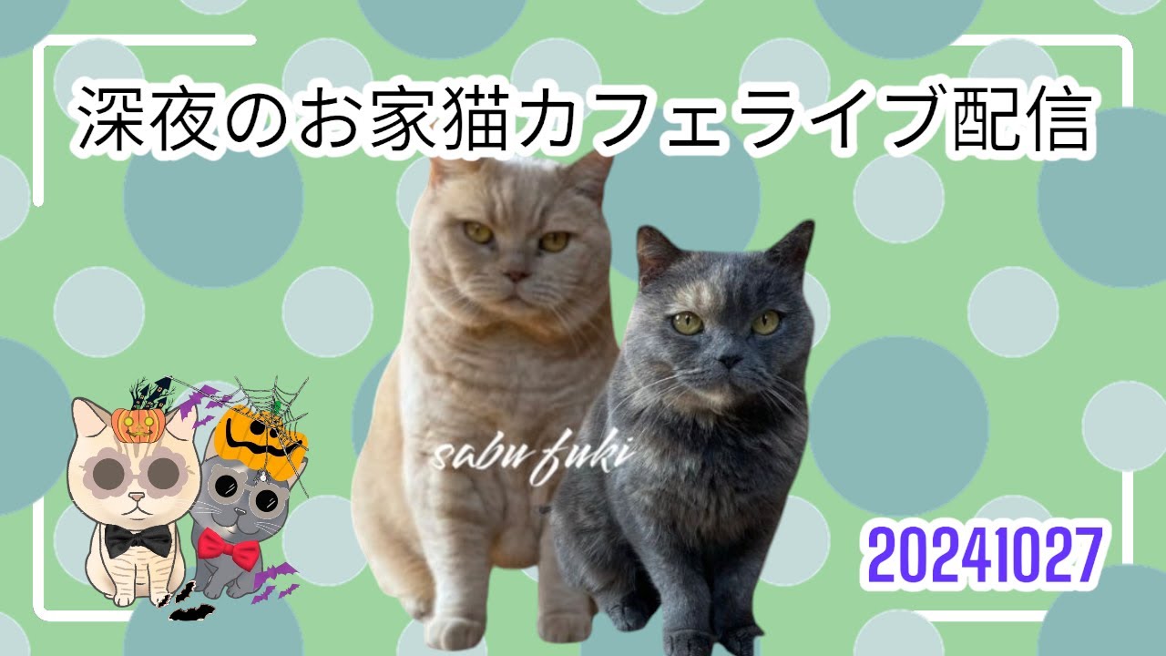 深夜のお家猫カフェライブ配信　２２１