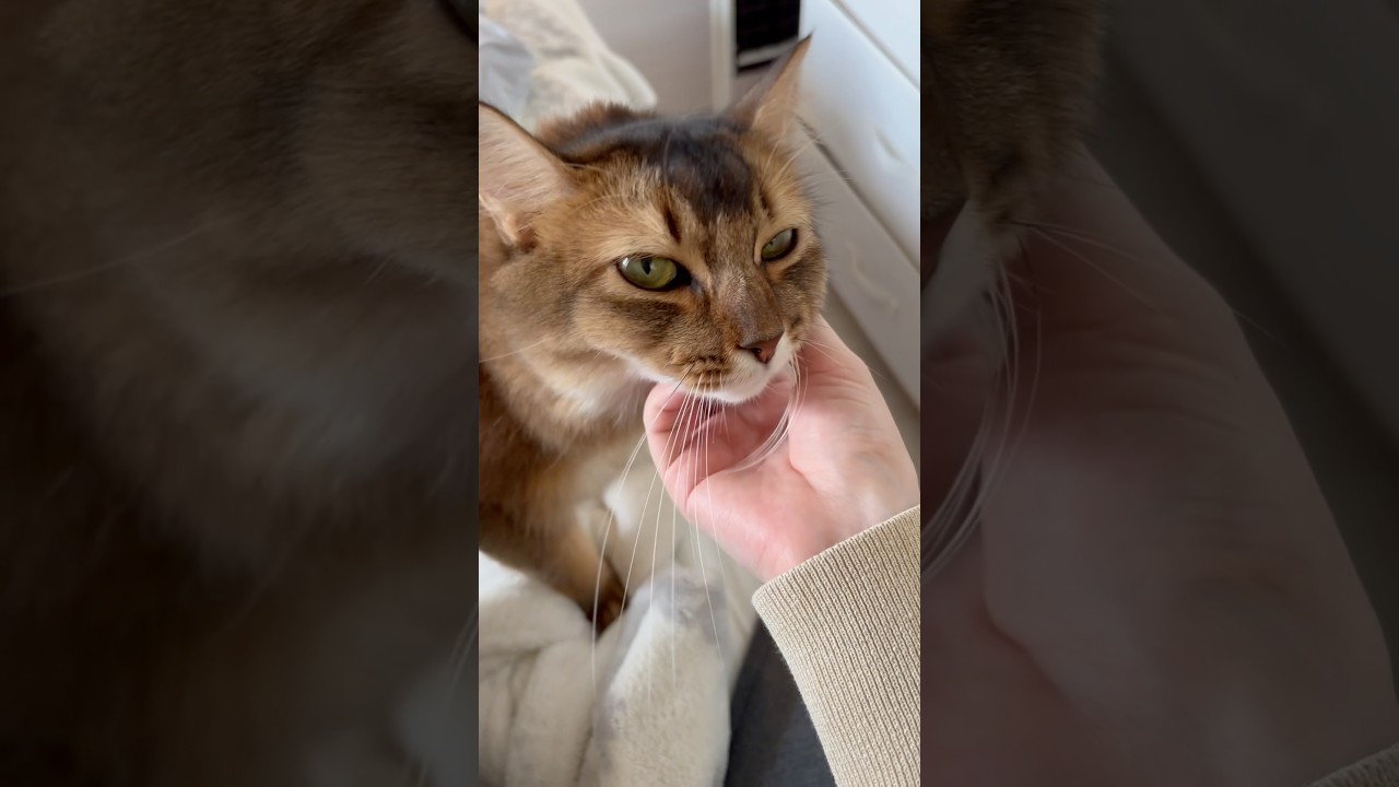 いつもついてきて甘えん坊ねこ #ソマリ　#ねこのいる暮らし