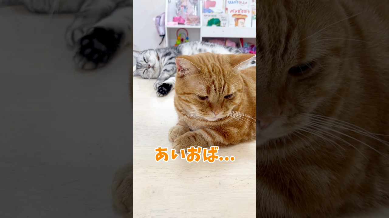 あいおねえさんのそばで寝てるとなんだか... #猫 #マンチカン #shorts