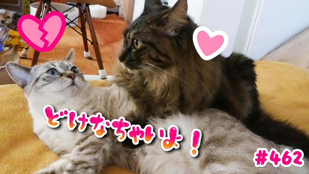 寝る前の儀式！？揉めそうなふたり#462