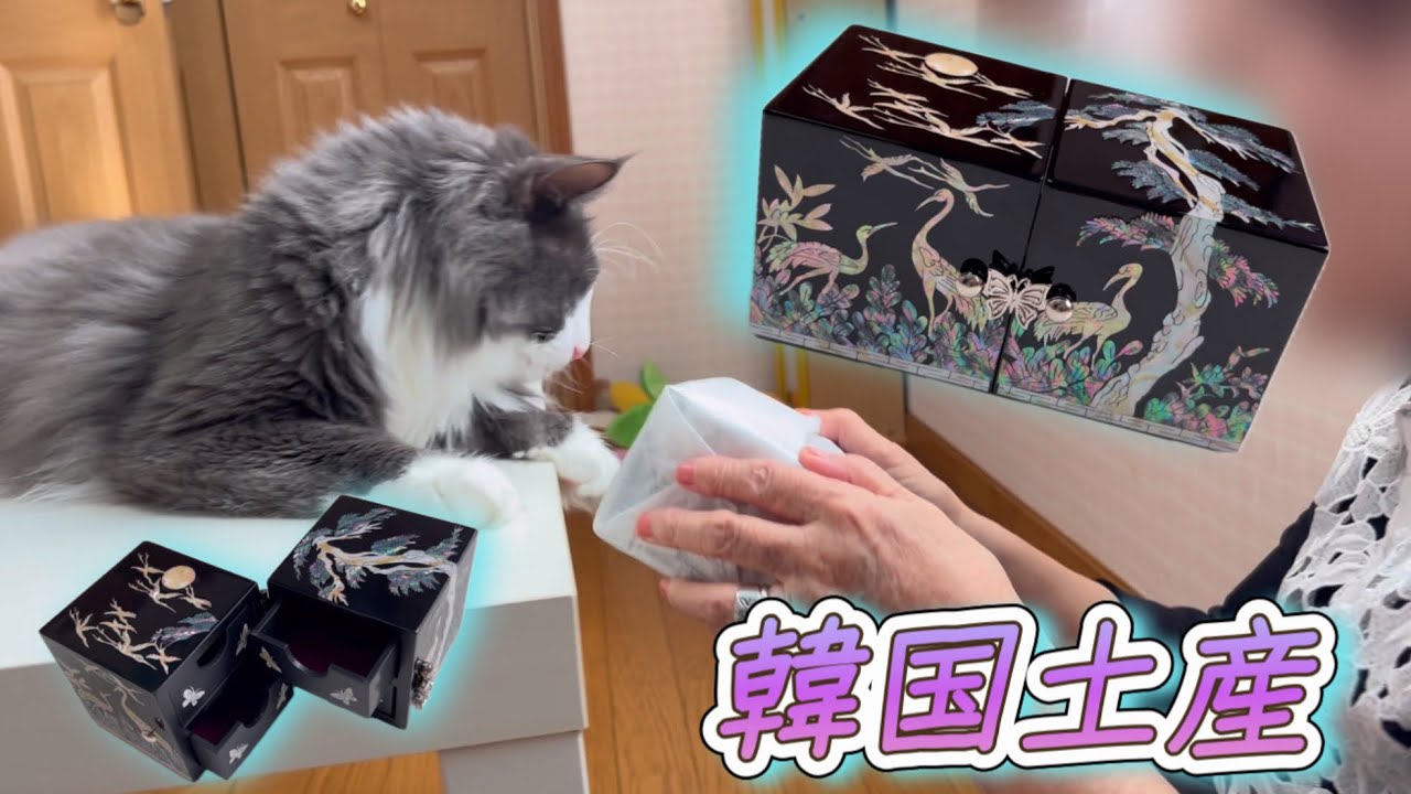 【韓国土産】ばあばに韓国のお土産を渡していたら、もふ猫たちが遊びに来たwwwノルウェージャンフォレストキャットとターキッシュアンゴラ♡