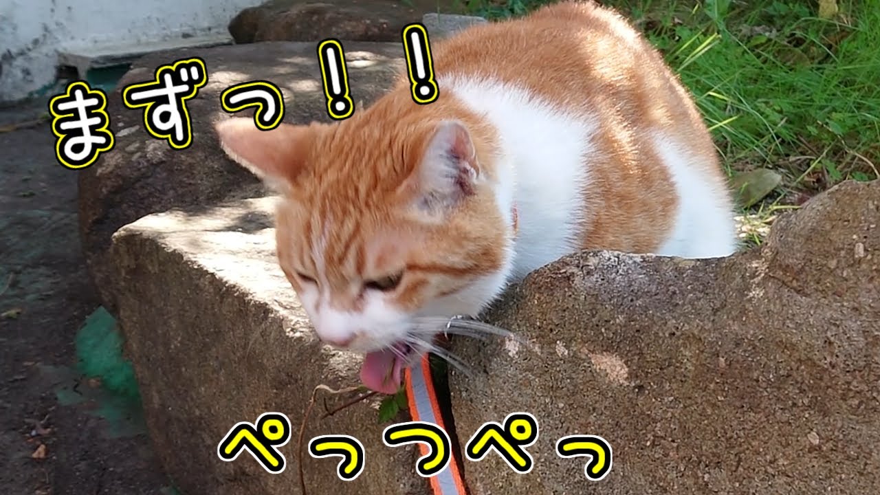 亡くなって4年です。物思いにふける猫さん・・・何を想うのか？