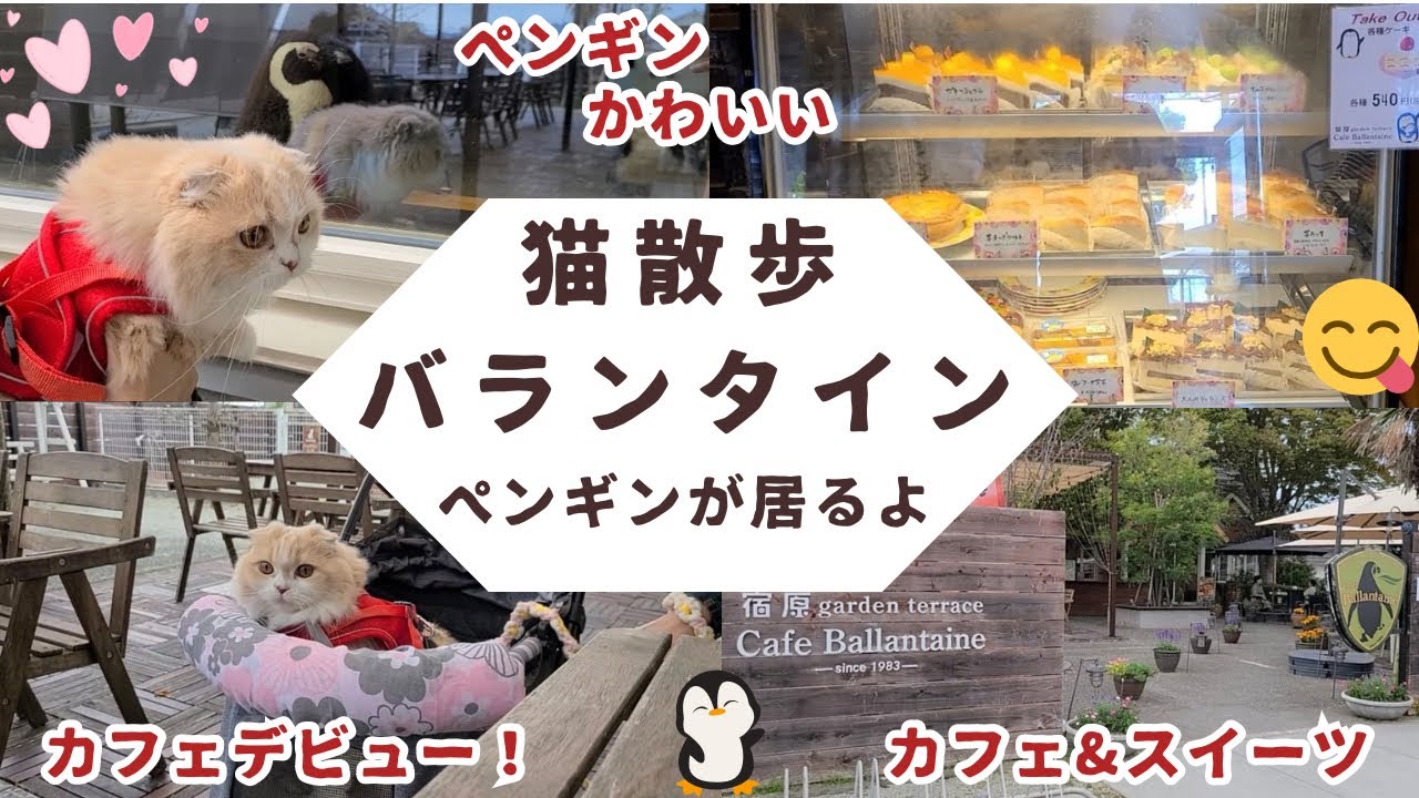 【猫散歩】ペンギンが居るカフェ『バランタイン』カフェ&スイーツ(スコティッシュフォールド)cute cat