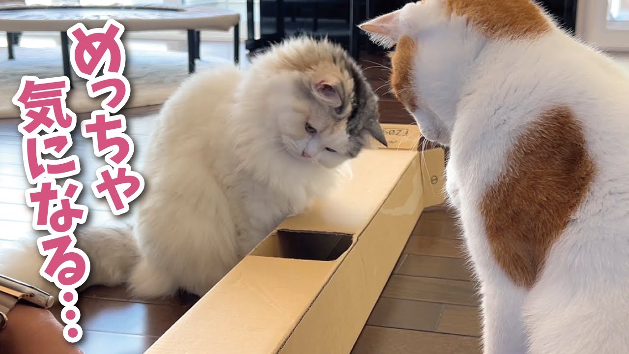 ダンボールの穴が気になってしかたがない猫たちが可愛すぎた【関西弁でしゃべる猫】【猫アテレコ】