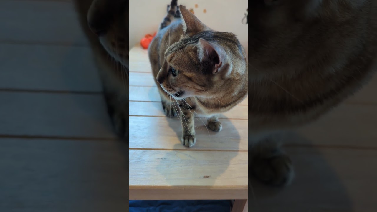 ベンガルのリリとメインクーンのメイに朝の挨拶　#shorts