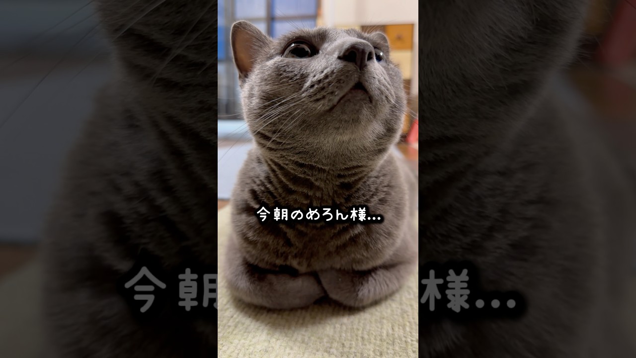 【ロシアンブルー】今朝のめろん〜長いです🤭【猫】#shorts