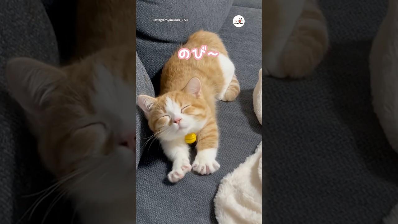子猫の寝ぼけ姿見たい人用🎥｜PECO #マンチカン #猫 #愛猫家 #猫のいる暮らし #munchkin #cat #catlover #catlife