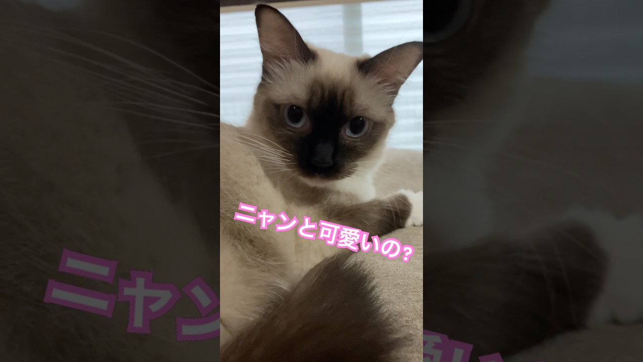 ラグドールのたぬきみたいな女の子 #歌ってみた #cat #ragdollkittens #踊ってみた #catlover #ラグドール #cute #ragdolls #kitten