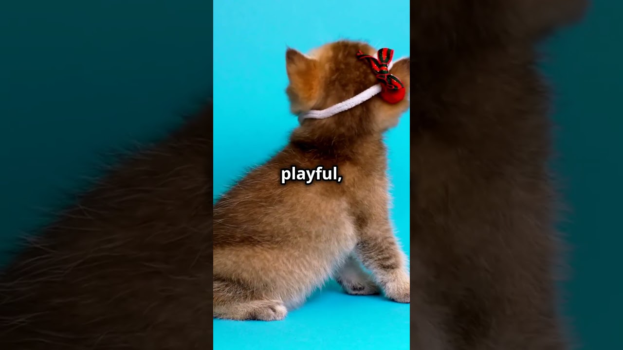 The Elegant Havana Brown Cat #cat #pawsandwhiskers #dog