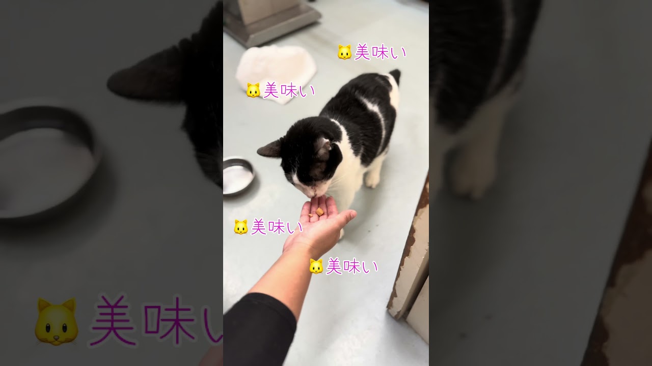 純粋な気持ちでおやつをあげたのに猫に警戒されえて逃げられる看護師【猫のれいちゃん】#shorts