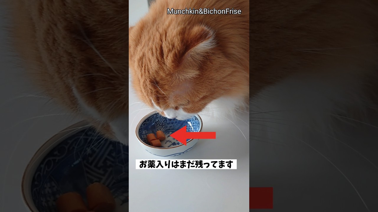 【マンチカン】薬嫌いの猫にちゅ〜るポケットでお薬を飲ませてみたらこうなりました 【犬と猫、両方飼ってると毎日かわいい♥】