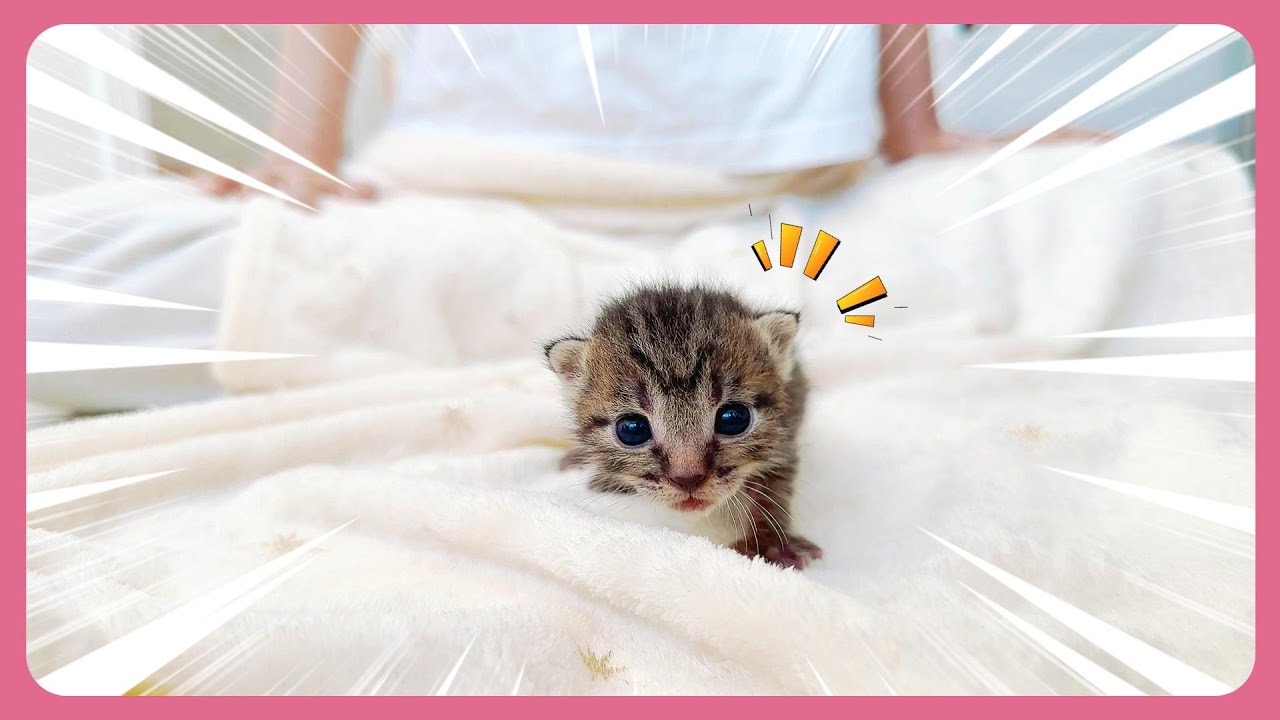 【子猫】哺乳瓶で飲むミルクよりもむしろ動きがかわいすぎると思います【保護猫生活8日目】