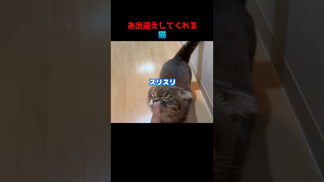 お出迎えしてくれる優しい猫　#マンチカン
