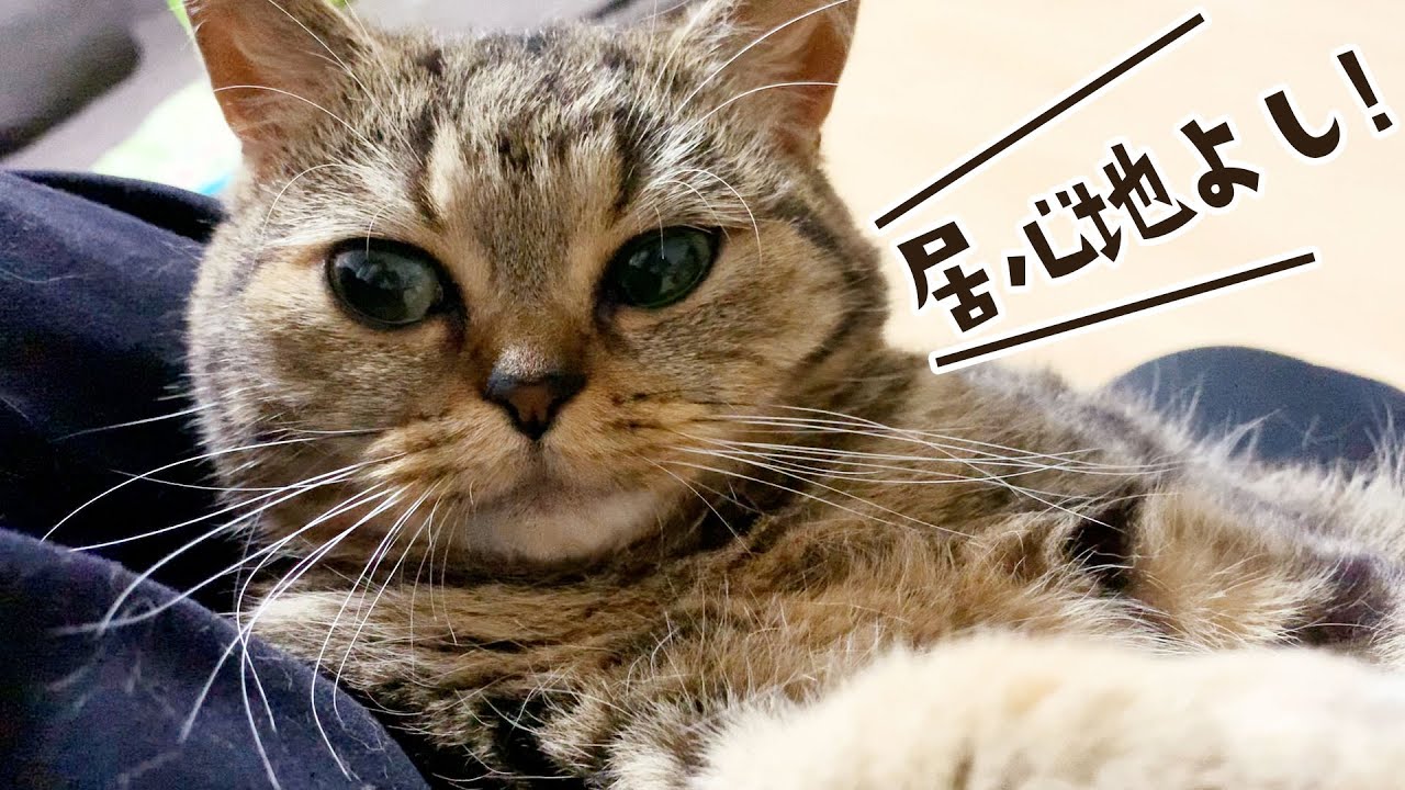 飼い主の抱っこが好きすぎて、ダメになっちゃう猫がこちら笑 #402【生後1年と106日目 スコティッシュフォールド】