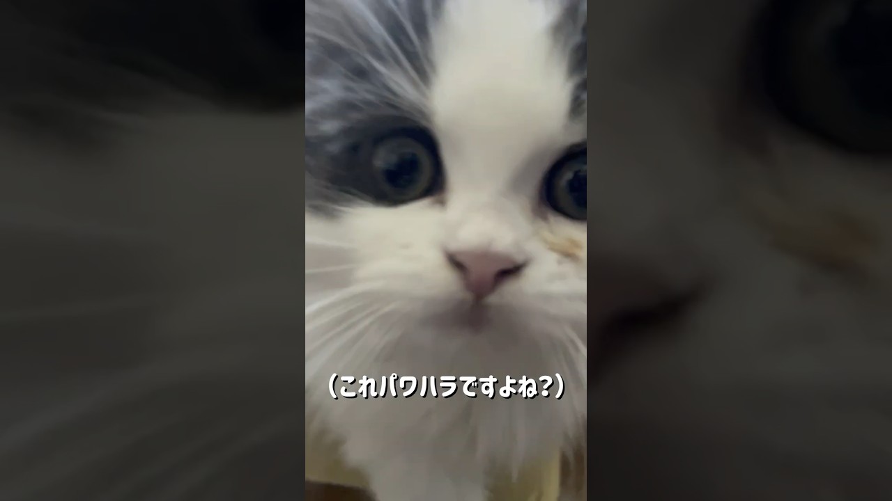 大子猫のパワハラに力の限り抵抗するピラニア子猫 #shorts