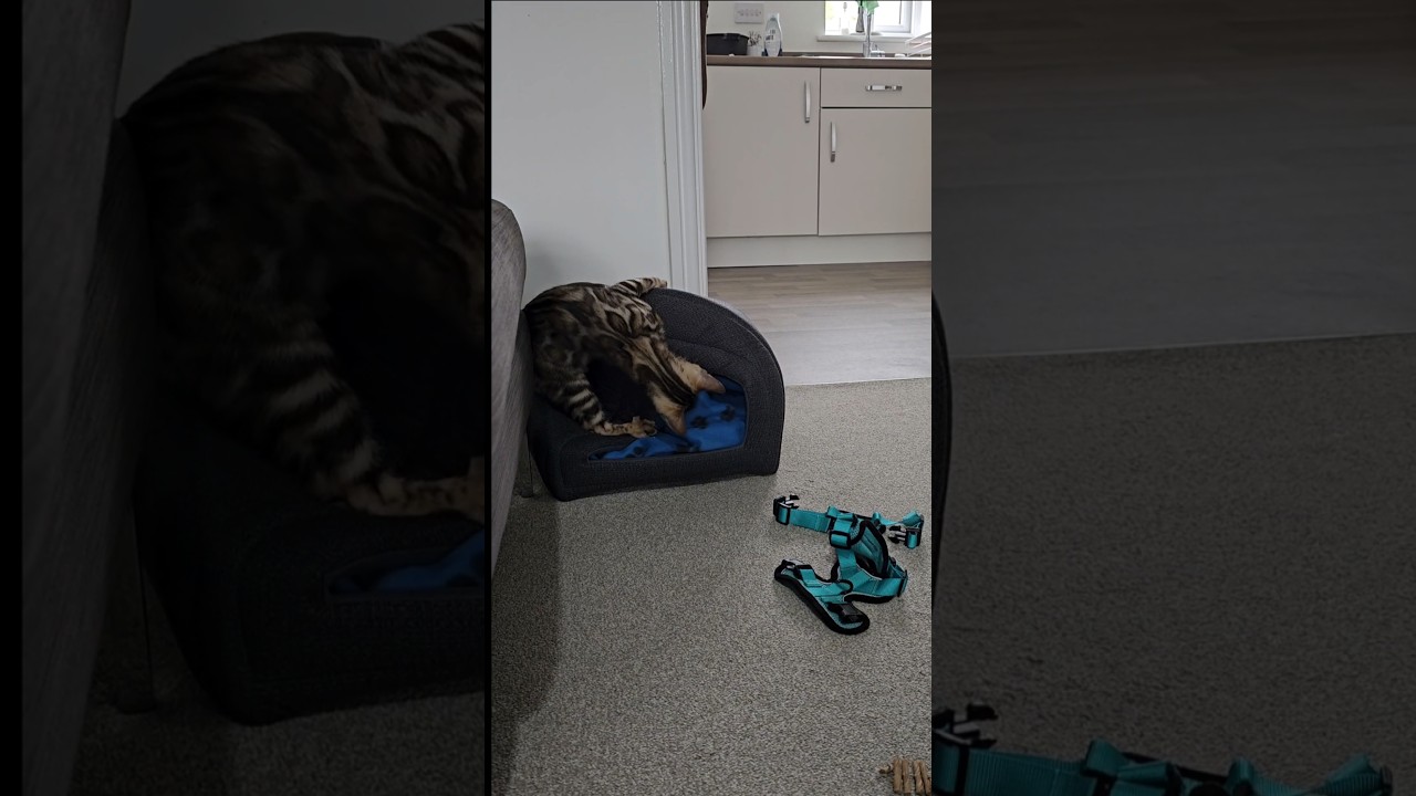 What has Tanjiro 's bed done? #short #kitten #bengal #ベンガル