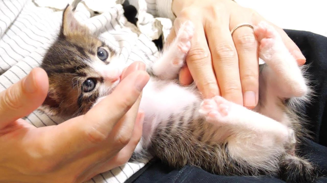 子猫がどんな変な姿勢になっても指吸いをやめないのがカワイイ【赤ちゃん猫　保護猫】
