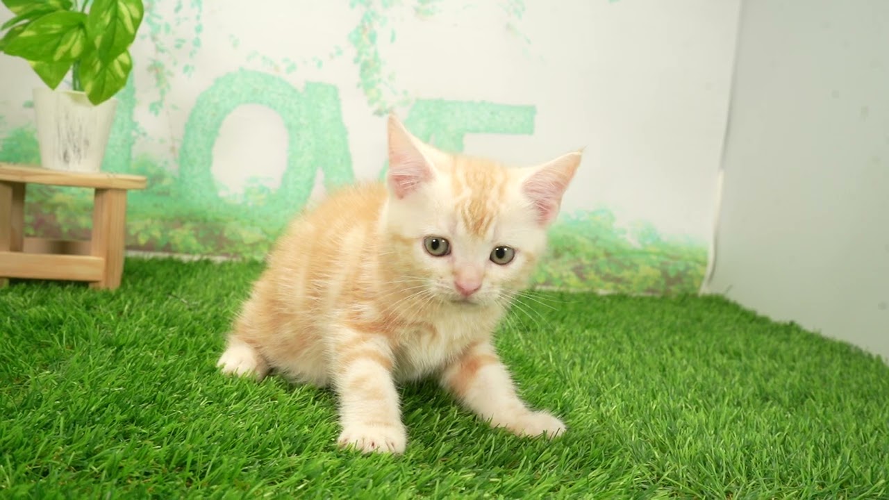 Coo&RIKU　No00695259 アメリカンショートヘアー