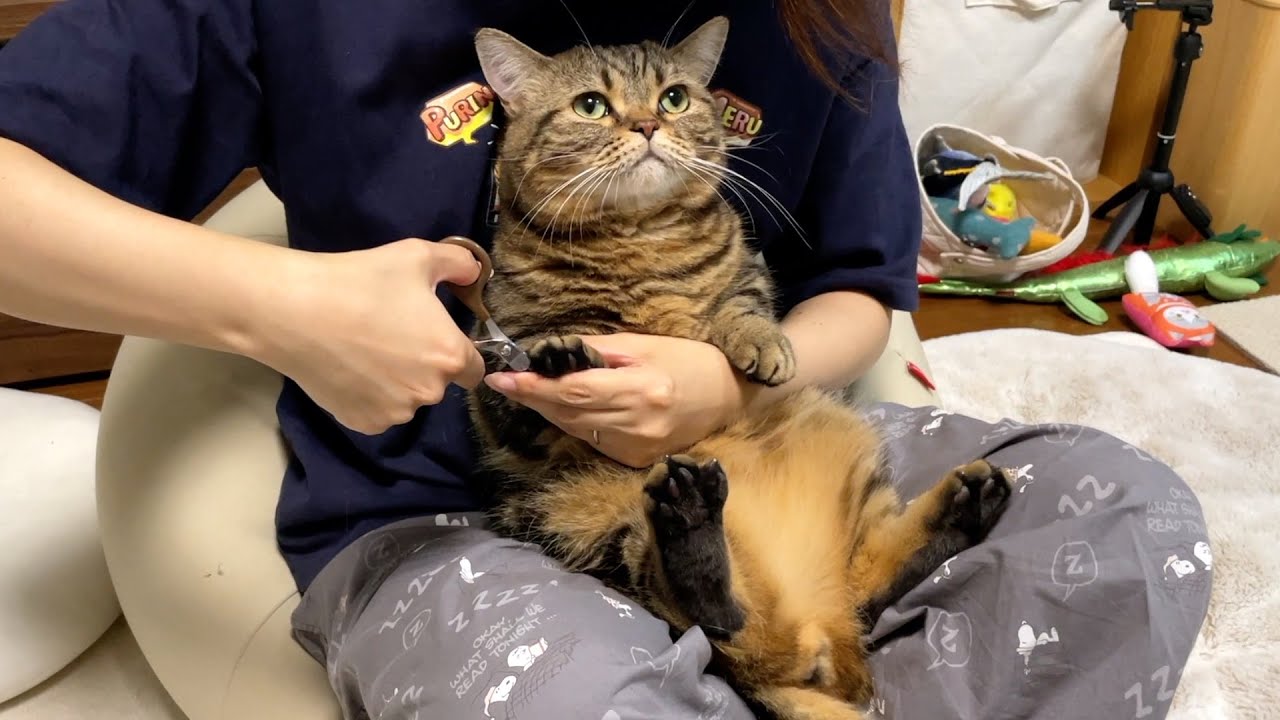 ぬいぐるみメルの爪切りRTA！