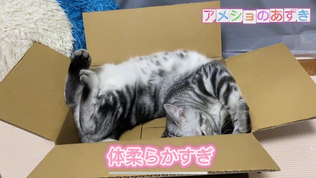 アメリカンショートヘアーのあずき　最近の趣味　#猫 #アメショ #ダンボール #遊ぶ子猫 #永久保存版